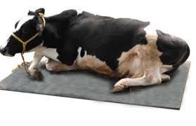 A dairy cow lying on a rubber stall mat.